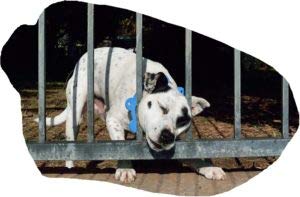 Collier anti-fuite pour chien fuyard, solution éducative Harmony rose taille M - 3
