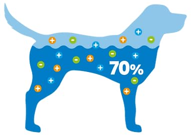 Oralade Advance GI + Oral Rehydration Support | 6 x 500 ml | Flüssiges Diät-Ergänzungsfuttermittel für Hunde und Katzen | Für die mikroenterale Ernährung