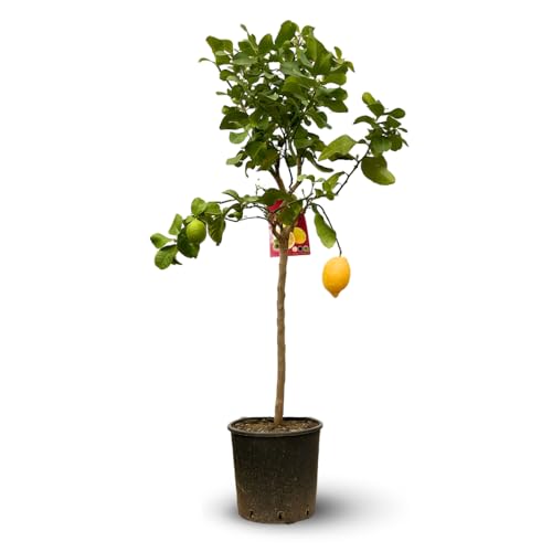 Attitude Jardin - Citronnier limon - citrus limon - agrume méditerranéen - arbre fruitier - 120-130 cm - ⌀ 24 cm