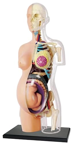 supreme 透明人体模型・妊娠体型 2点セット 31L5c-ANXBL.jpg