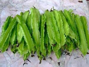 Creative Farmer Vegetable Seeds Beans Seeds - Winged Beans Seeds F2 Hybrid For Small Kitchen Garden Home Garden Seeds (B07N484LKF) Amazon Price History, Amazon Price Tracker