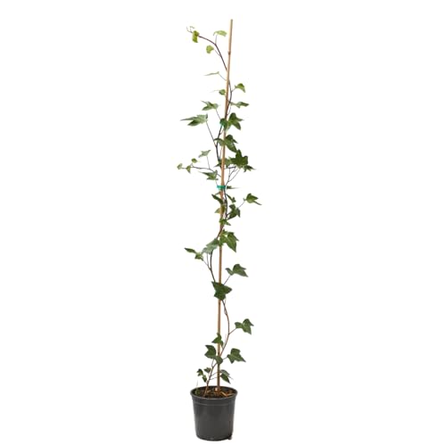 Verdecora Hiedra con Tutor maceta Ø15 cm | Planta Natural Trepadora de Interior y Exterior | Ideal para Decorar Columnas, Rincones y Paredes Verdes