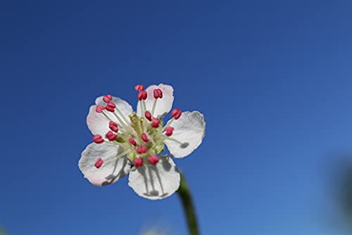 Aronia Pflanze, Aronia Strauch Sorte Nero, Premium Qualität,...