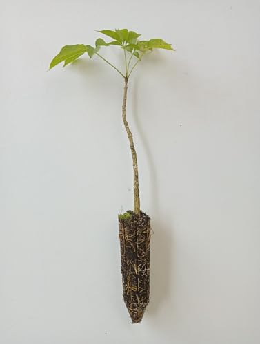Ouro Verde, 2 Mudas de Ipê-verde - Cybistax antisyphilitica