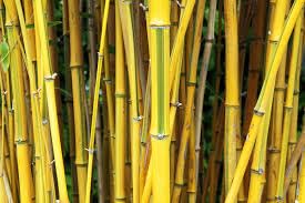 Bamboo seeds for fencing || Fancing bamboo seeds || 60 seeds - Image 6