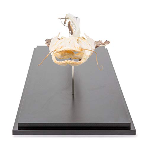 Image of 3B Scientific GmbH T300461 Catfish Skeleton, Articulated