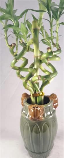 Live Spiral - Jarrón de cerámica con diseño de flores de bambú de la suerte de 6 tallos