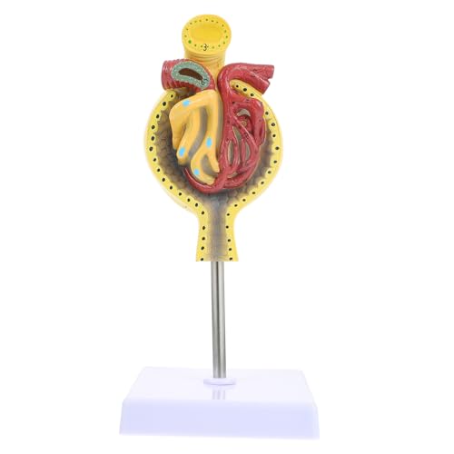 Glomérule humain ERINGOGO en PVC modèle anatomique avec socle d'étude