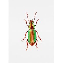 Carabidae ground beetle or Harpalus distinguendus Poster Print - Botanical Kata 12 x 16