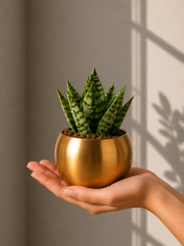 FNP Live Snake Plant in Gold Hammered Pot | Air-Purifying Indoor Plant | Low-Maintenance & Stress-Free Care | Modern Home & Office Décor