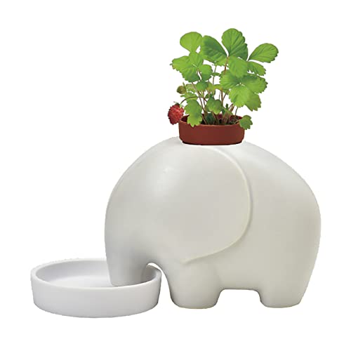 聖新陶芸 通年 家庭菜園 簡単 栽培キット ゆったり育てる ワイルドストロベリー ハーブ 栽培セット ( 自由研究 / 食育 ) 鉢約14×10cm エレプラント ホワイト 母の日 プレゼント 誕生日 GD-95502 2枚目