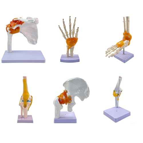 Modelo de Articulación Humana de 6 piezas con Ligamentos Conjunto de hombro Pie Cadera Mano Rodilla Codo, Modelo Anatómico de Articulaciones Giratorias Flexibles 1:1