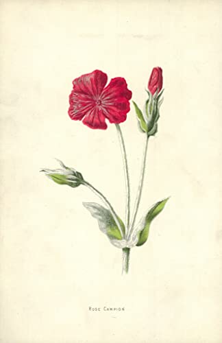 Affiche Toile Rose Campion Frederick Edward Hulme Art Portrait 60x90cm