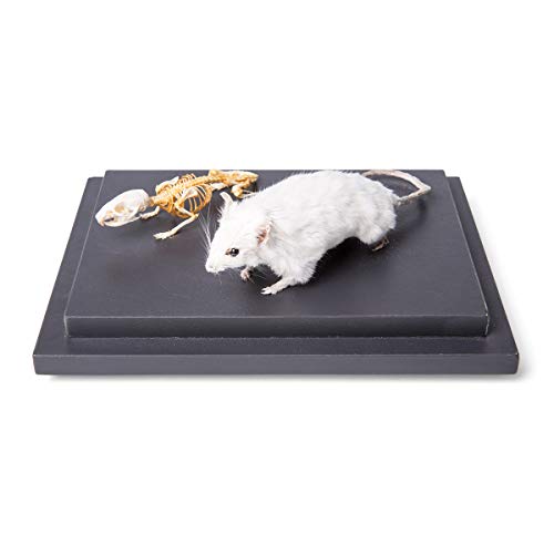 Image of 3B Scientific GmbH T310011 Mouse and Mouse Skeletons in Show case
