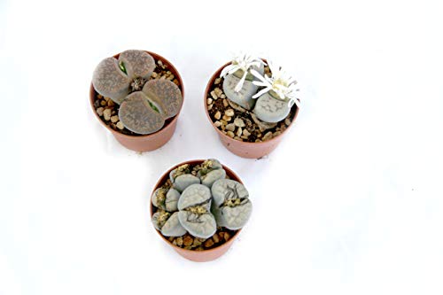 PIANTE GRASSE VERE RARE N.3 Lithops Sassi Viventi