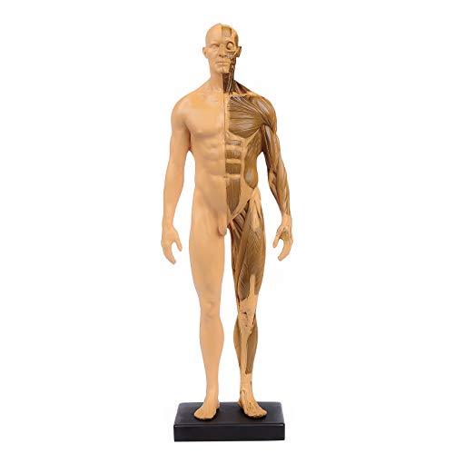 Aprodite Modello anatomico del corpo umano, con