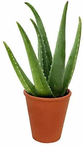 Vamsha Nature Care Aloe Vera Plant (B0CL2QQLGL) Amazon Price History, Amazon Price Tracker