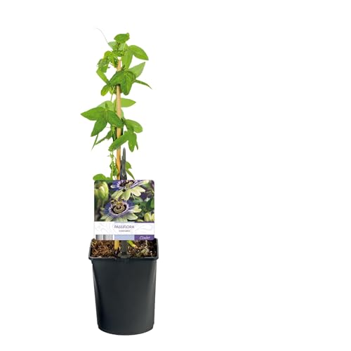 Pasiflora - Passiflora caerulea - Flor Azul con Verde Blanco - Bajo mantenimiento - 2 plantas - 30-40cm - Ø10cm - Planta de jardín