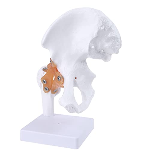 Modèle d'anatomie de la hanche et des ligaments en taille réelle