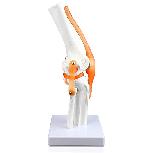 Image of B10212 Knee Joint Model, 4.5 inch Height, 4.5 inch Wide, 11 inch Length
