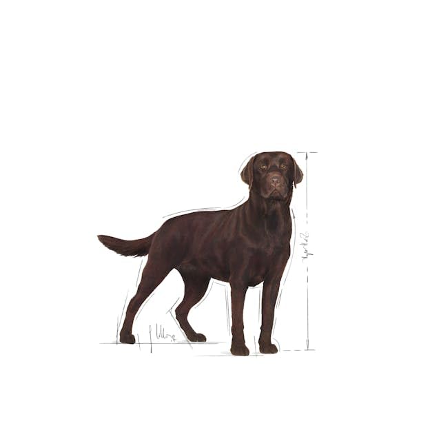 Royal Canin Labrador Retriever Adulto sterilizzato 12 kg