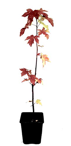 Seedeo® Amerikanischer Amberbaum (liquidambar styraciflua) Pflanze 2 Jahre alt