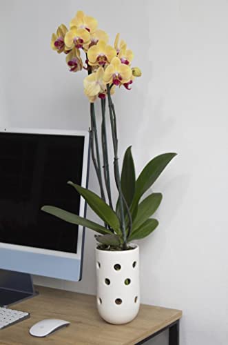 Mejores comprativas On-line Precio de orquídea natural los 10 mejores. 24 Mejores comprativas On-line Precio de orquídea natural los 10 mejores. 19