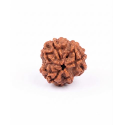 Image of Arihant Gems & Jewels 3 Mukhi /Faced Nepali Rudraksha | Natural & Certified | Astrological Three Mukhi /Faced Rudraksha | Positive Effect | Unisex Both for Men & Women.