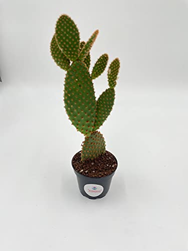 Bunny-Ears Prickly-Pear Copper Red, Opuntia Microdasys, Large Bunny Ears Prickly Pear With Copper Fuzz And Red Areoles In 2 Inch Pot, #TOP4