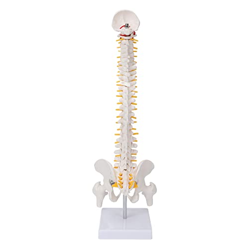 Colonne vertébrale anatomique flexible 45 cm avec vertèbres de la queue