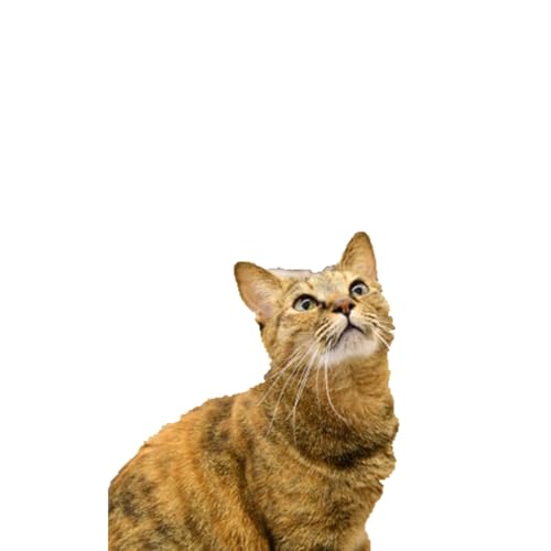 [返礼品なし] 猫 保護 支援 ねこ カフェ いろり 藤枝 猫 ネコ 里親 猫 寄付 ふれあい 猫