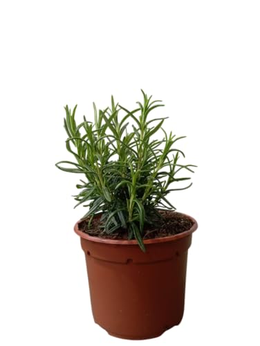 Planta de Romero Natural Hierba Perfumada y Resistente para Exterior e Interior
