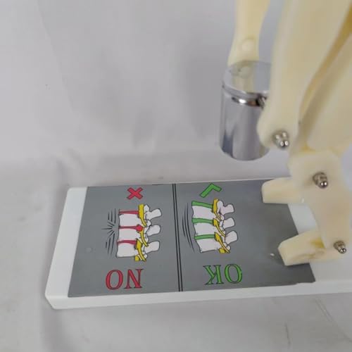 Modelo anatómico para enseñar la postura correcta al levantar peso, demostración de fuerza sobre la columna vertebral y protección lumbar durante el entrenamiento físico miniatura 4