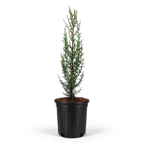 Dwarf Italian Cypress Tree – Live Mediterranean Evergreen for Landscaping, Low Maintenance, Air Purifying Outdoor Plant, Perfect for Garden Hedges and Privacy Screens (1gal Pot, 2-3ft)