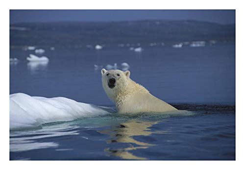 Artworks Italia Oso polar nadando, Bahía de Apuestas, Canadá-Paper Art-66.0 cmx45.7 cm