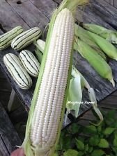 50 semi -Boone County White Dent Corn. Non-Hybrid. S Combined/h, heerloom