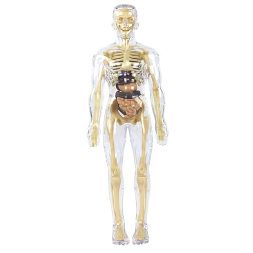 Cndiyald Clear Human Body Model 3D Removable, Transparent Anatomy Structure Educational Toy for Kids Boys Girls