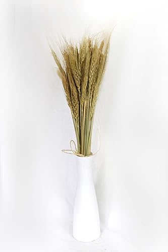 Ramo de espigas de trigo secas, 50 tallos para decoración miniatura 1