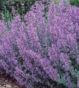 50 semillas de flores de hierba herbácea azul Nepeta Mussinii
