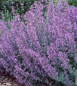 50 Blue Catmint Nepeta Mussinii HERB Flower Seeds 50 Blue Catmint Nepeta Mussinii HERB Flower Seeds