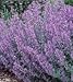 50 Blue CATMINT Nepeta Mussinii HERB Flower Seeds