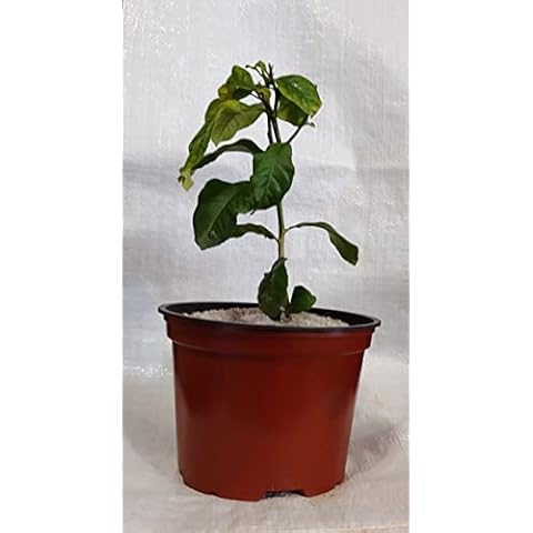 Plugsnplants Amalfi Lemon, Citrus Limon amalphitanum Plant in a 18cm. - 2 Litre Pot c/w Weed Mat Cover