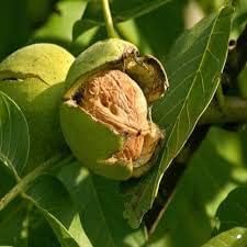 Indian Kashmiri Walnut Akhrot tissue culture live plant 1.5-2.5ft healthy live plant-image-46