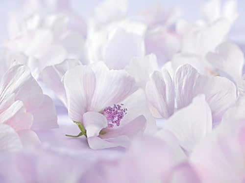 Weleda Baby Derma White Mallow Face Cream Fragrance Free (For Sensitive Skin) 50ml/1.7oz