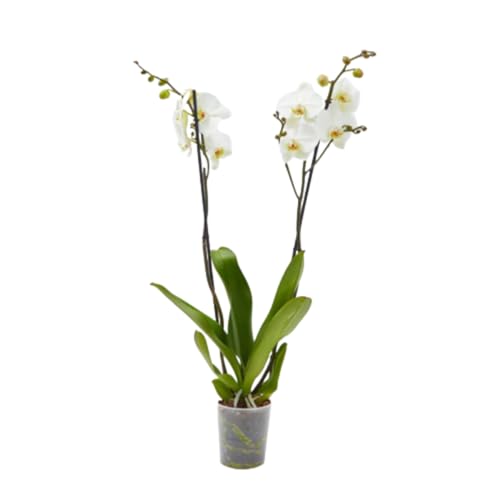 Planta Orquidea phalaenopsis natural 2 tallos maceta Ø12cm - Verdecora… (Blanca)