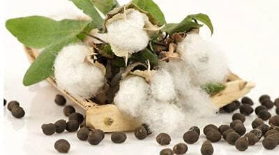 Cotton Seeds, 800g, Paruthi Seeds, Kapus Beej, Patti Seeds, Narma Seeds,(Pack of 8 X 100gm)
