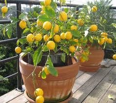See full amazon price history chart for Kagazi Lemon Grafted hybrid - 1 Healthy Live Alltime Kagzi lemon Fruit Plant 1-1.5 Ft Height in Nursery Grow Bag for Home Moonlight Garden Kagazi Lemon Grafted hybrid - 1 Healthy Live Alltime Kagzi lemon Fruit Plant 1-1.5 Ft Height in Nursery Grow Bag for Home Moonlight Garden (B0C6J5KV8C) Amazon Price History, Amazon Price Tracker