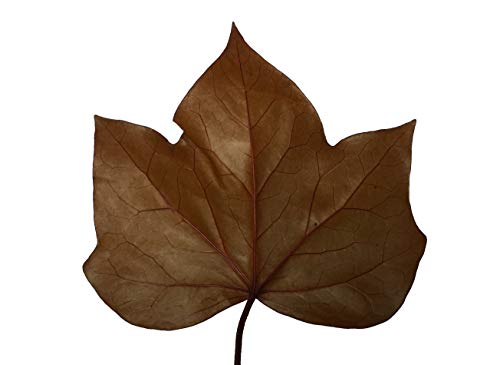 Decoflorales® - Genuine Glycerine-Based Ivy Leaves; Width 8-10 cm; 10 Leaves; Colour: Tobacco