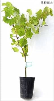 Amazon.co.jp: 北山ナーセリー 種なしブドウ苗木 BKシードレス