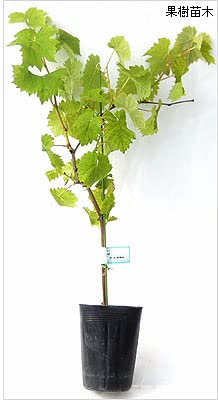 Amazon.co.jp: 北山ナーセリー 種なしブドウ苗木 BKシードレス